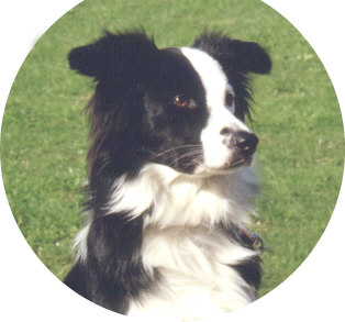 (Image of Border Collie, 'Sheepdog' in British English.)