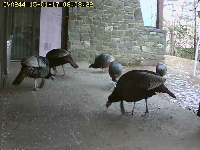 Automatic camera wildlife capture